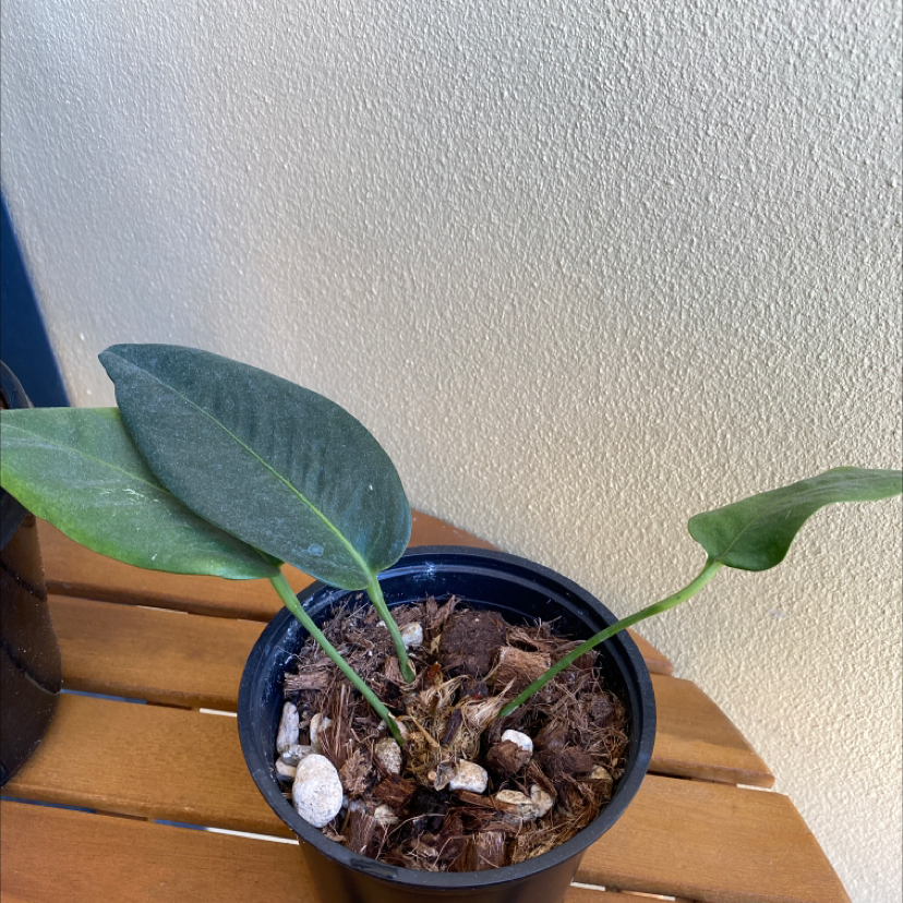 Potted Crystal Anthurium plant with broad, dark green leaves on a wooden surface.