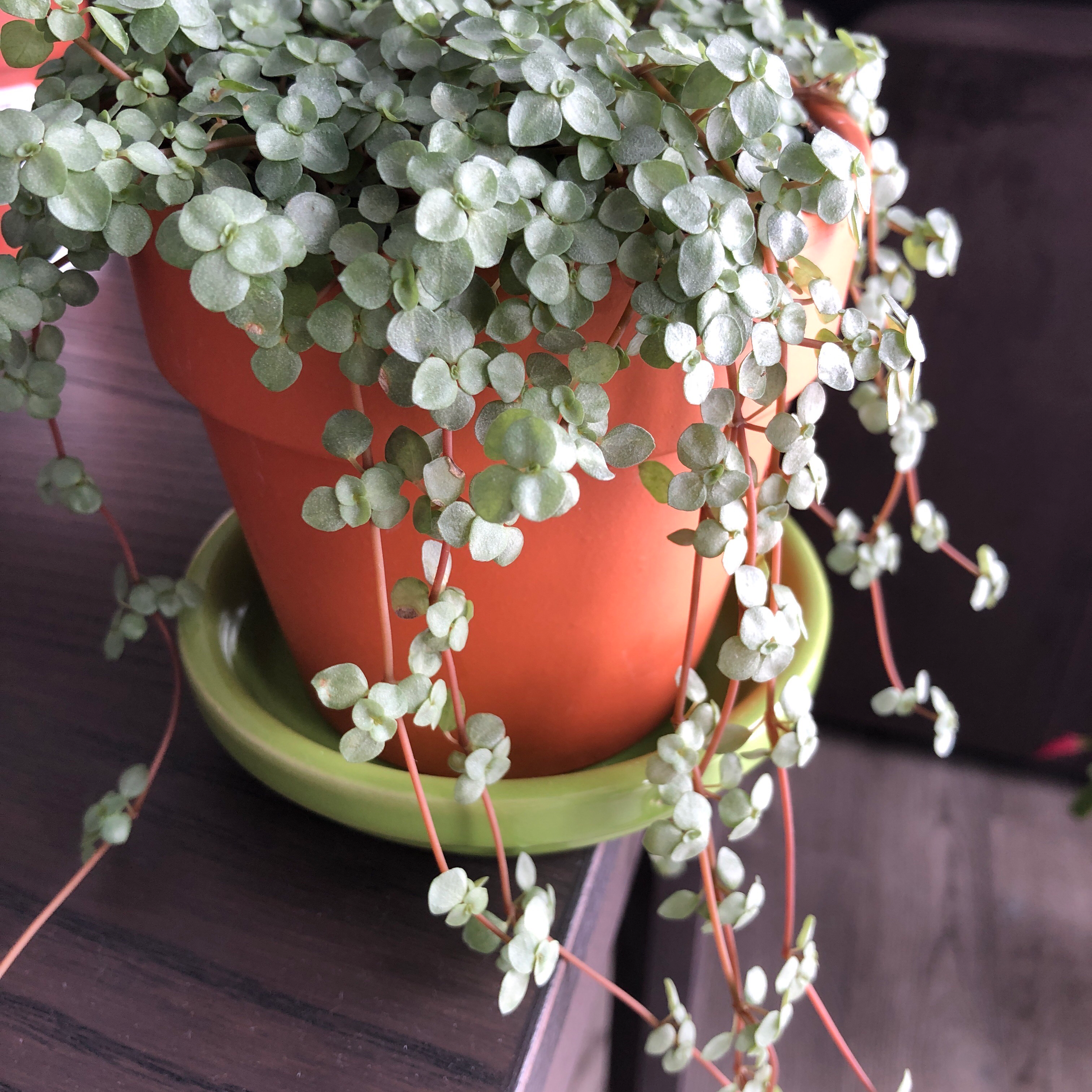 Maidenhair Vine in a terracotta pot with a green saucer, healthy green leaves.