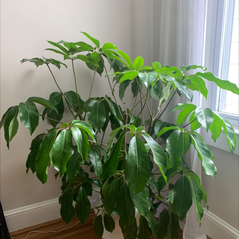 🐙 Your Octopus Tree's Sunlight Needs