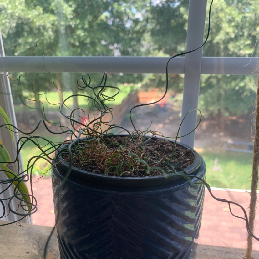 Potted Common Rush plant with curly stems on a windowsill, outdoor view in background.