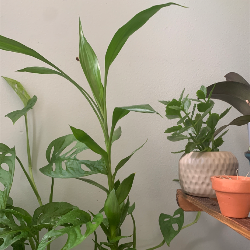 Lucky Bamboo plant photo by @Caro.coleman named Vinnie shlat on Greg, the plant care app.
