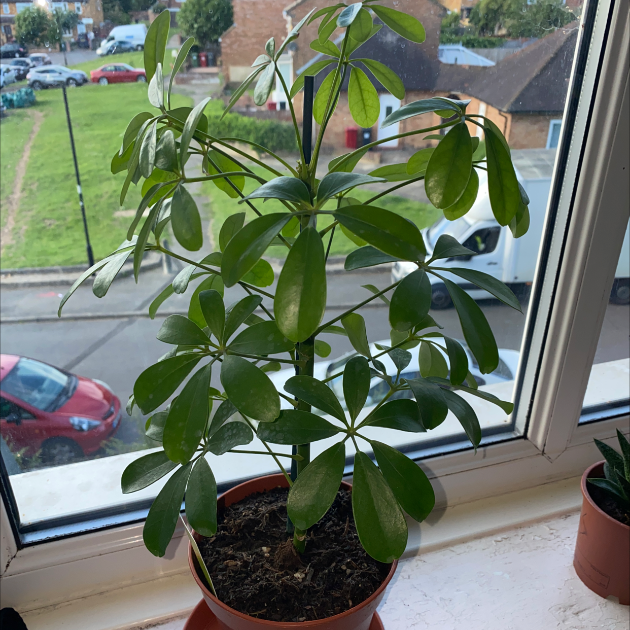 Dwarf Umbrella Tree plant photo by @MissWitch named Sybil on Greg, the plant care app.