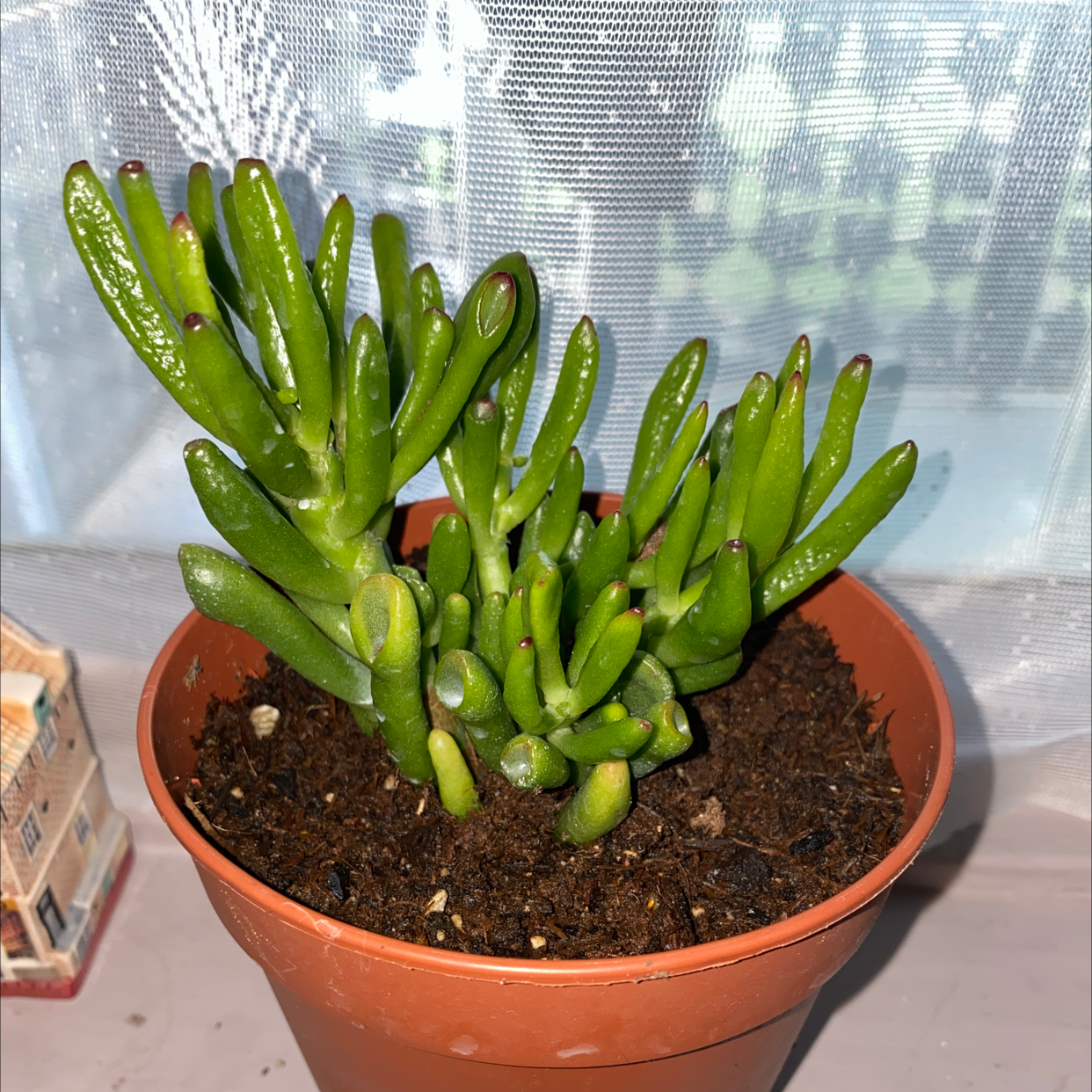 Lucky Plant plant photo by @MissWitch named Sherlock on Greg, the plant care app.