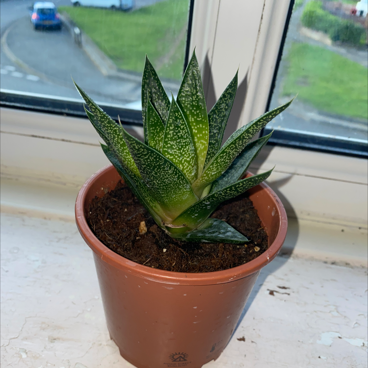 Aloe vera plant photo by @MissWitch named Maria on Greg, the plant care app.
