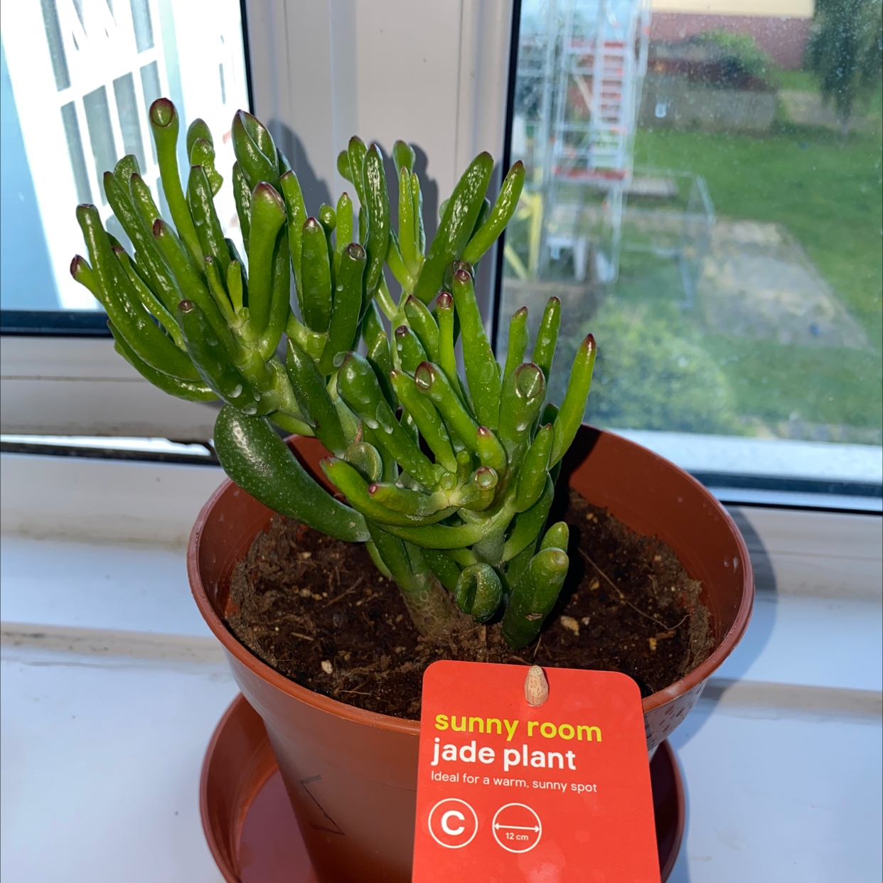 Lucky Plant plant photo by @MissWitch named Ron on Greg, the plant care app.