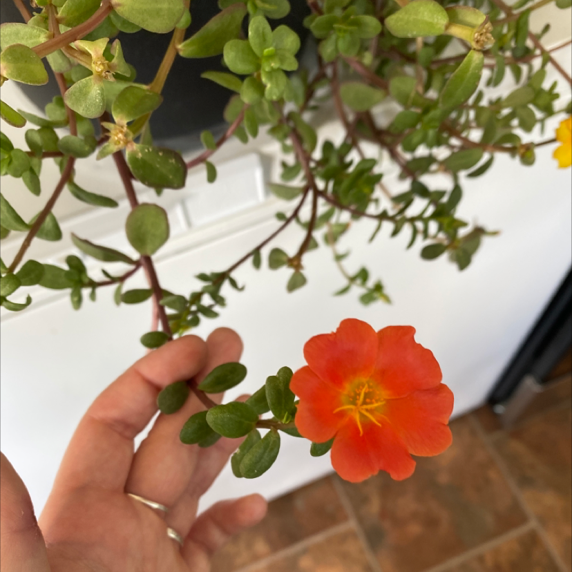 Wingpod Purslane plant with green leaves and an orange flower, held by a hand.