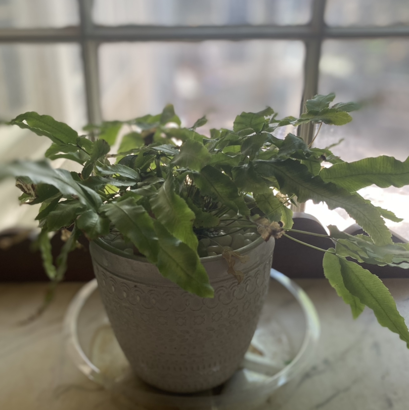 Potted Cretan Brake plant near a window with green leaves extending outward.