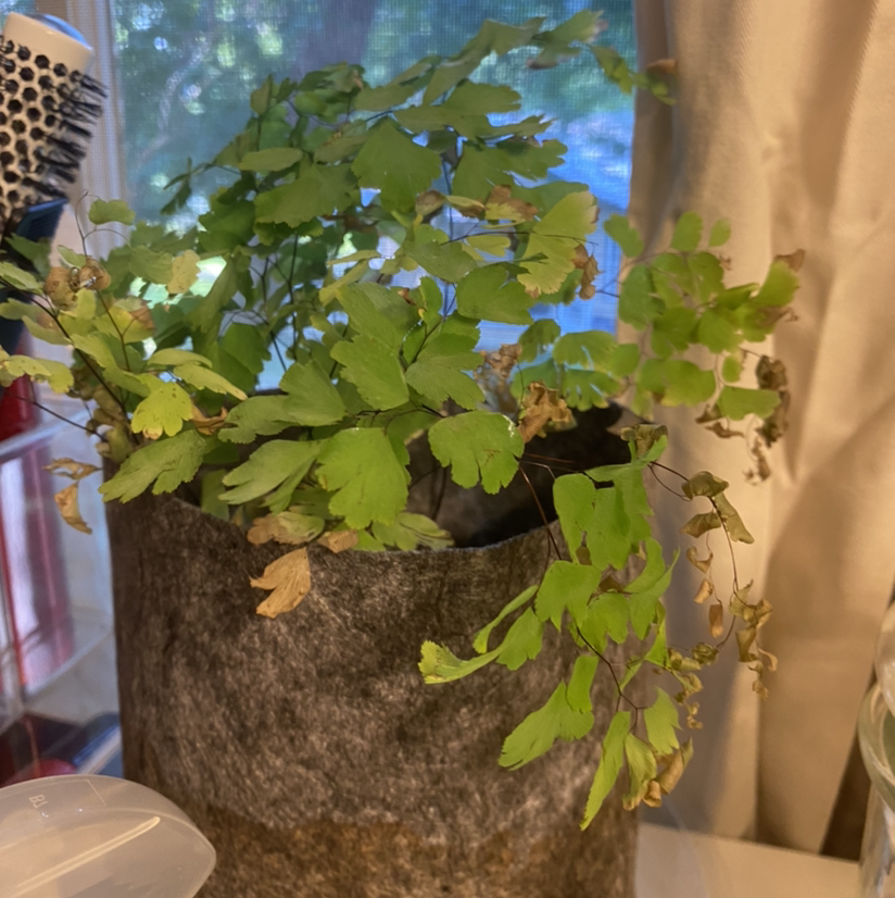 Pacific Maidenhair Fern in a pot with some browning leaves, indoors.