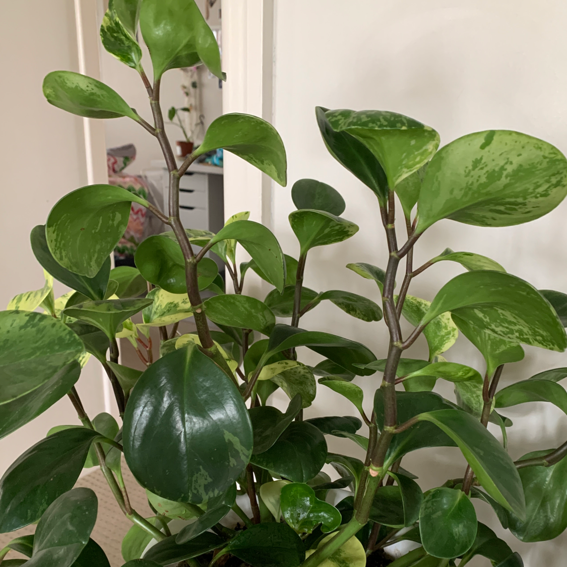 Baby Rubber Plant plant photo by @olliemaeve named susan on Greg, the plant care app.