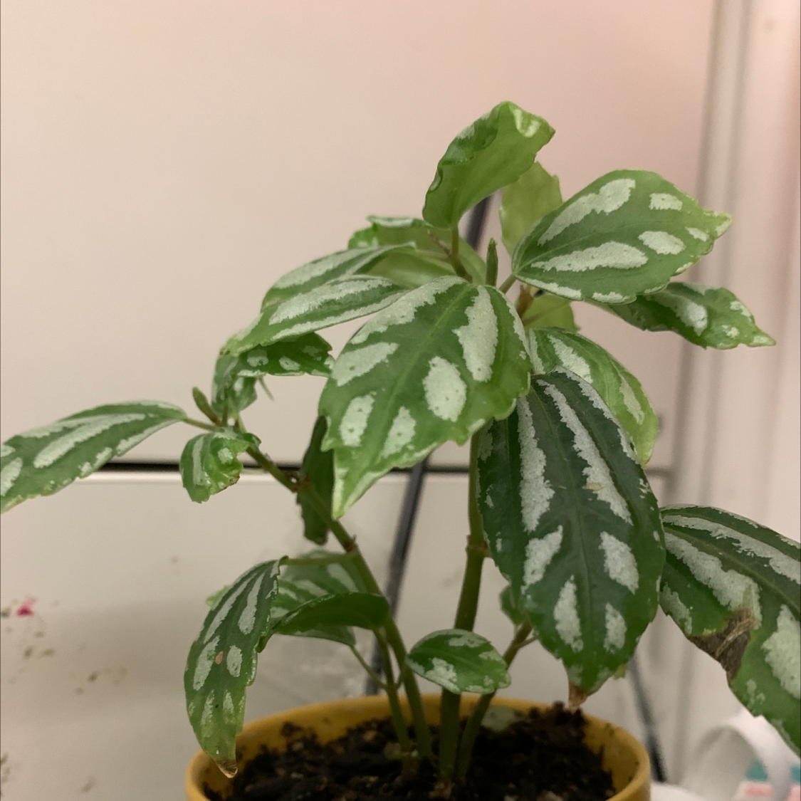 Aluminum Plant plant photo by @olliemaeve named jeremy on Greg, the plant care app.