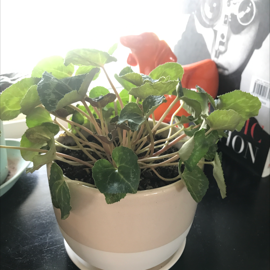 Persian Cyclamen plant photo by @Buddingbotanist named Cecilia on Greg, the plant care app.