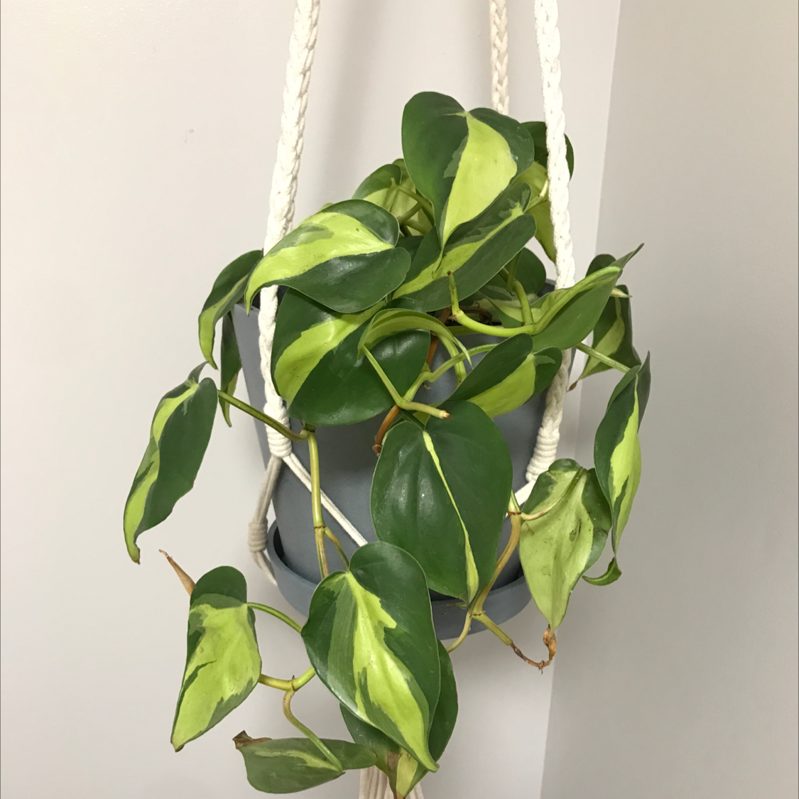 Philodendron Brasil plant photo by @Buddingbotanist named Ronnie on Greg, the plant care app.
