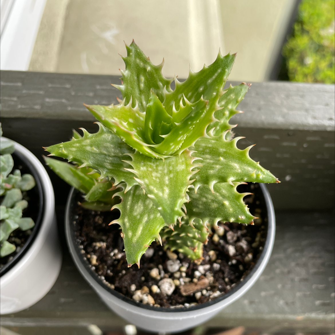 Tiger Tooth Aloe plant in a pot with visible soil and healthy green leaves.