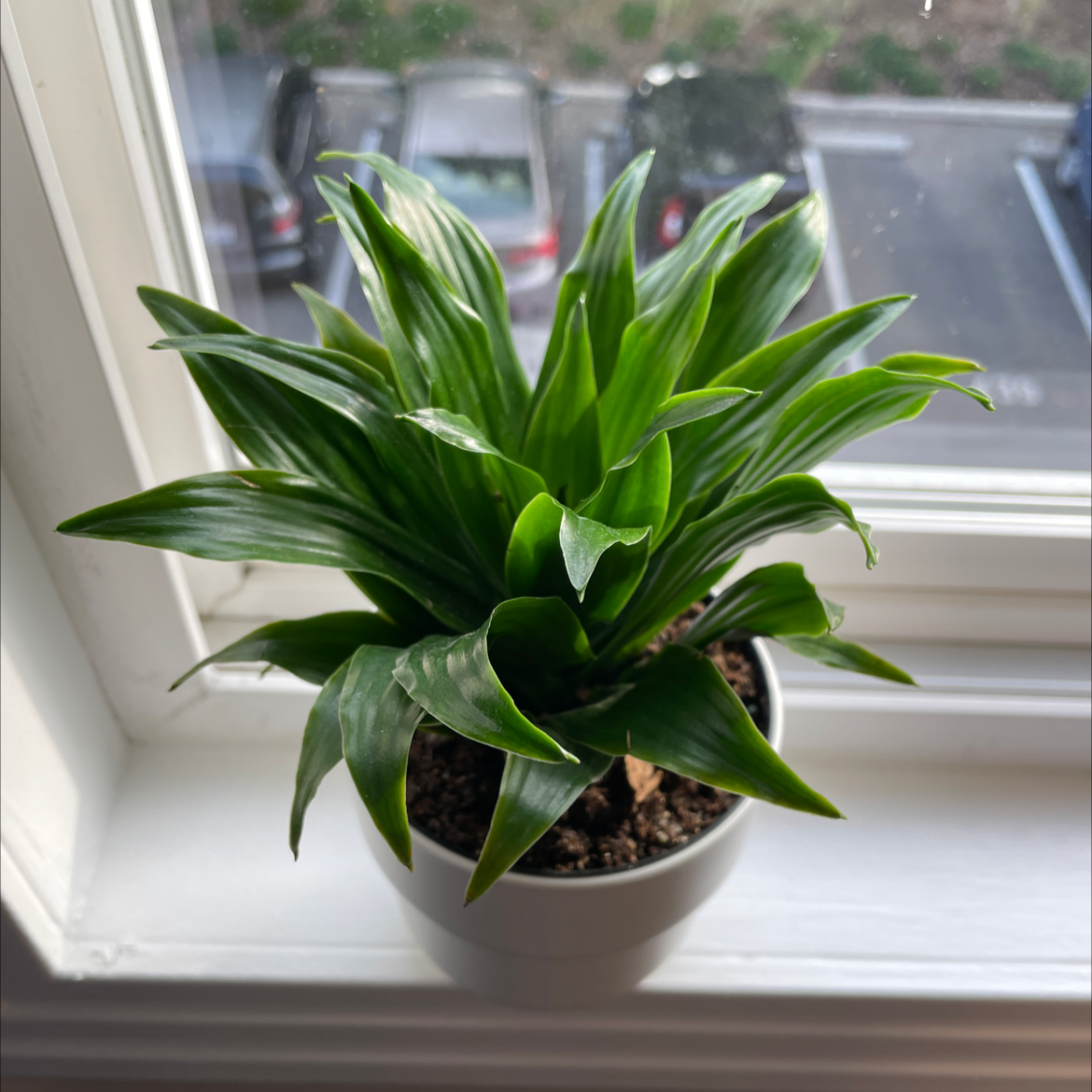 Photo of the plant species Dracaena 'Janet Craig Compacta' by @Jeremy14c named Barquentine on Greg, the plant care app
