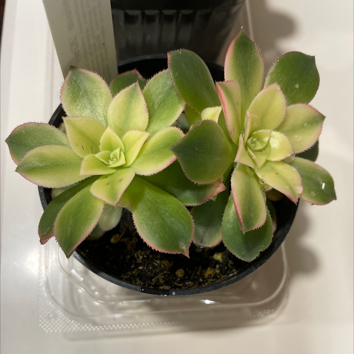 Haworth's Aeonium plant in a small pot with vibrant green and yellowish-green variegated leaves.