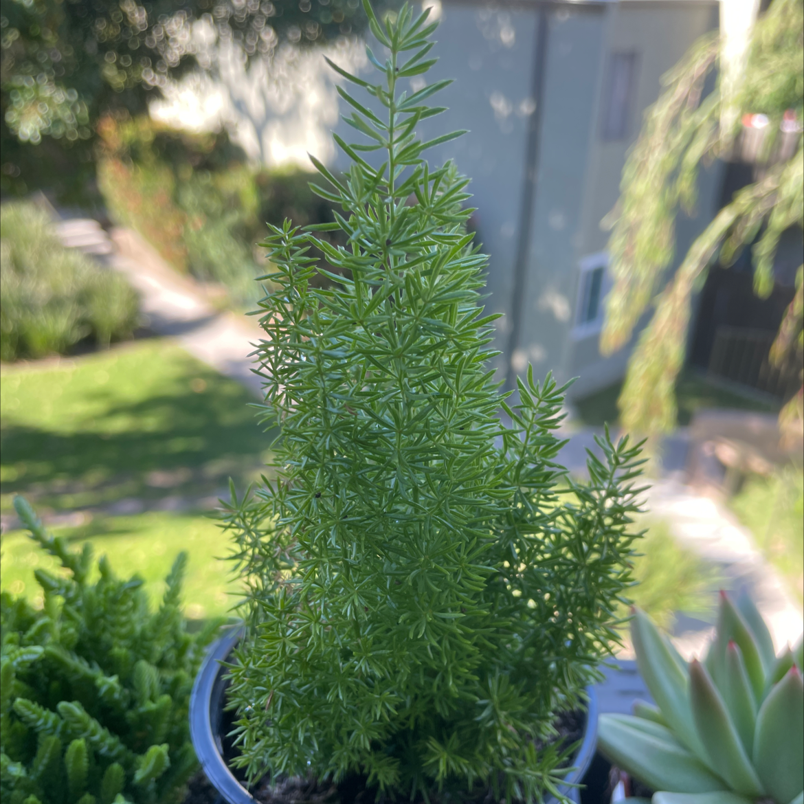 A healthy, tall plume asparagus plant with feathery green leaves in a blue ceramic pot, placed outdoors in a garden setting.