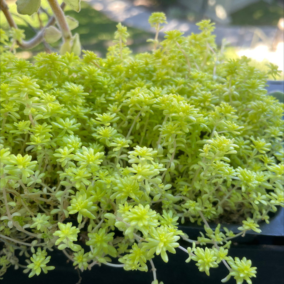 Photo of the plant species Goldmoss Stonecrop by @Jeremy14c named Mollie on Greg, the plant care app