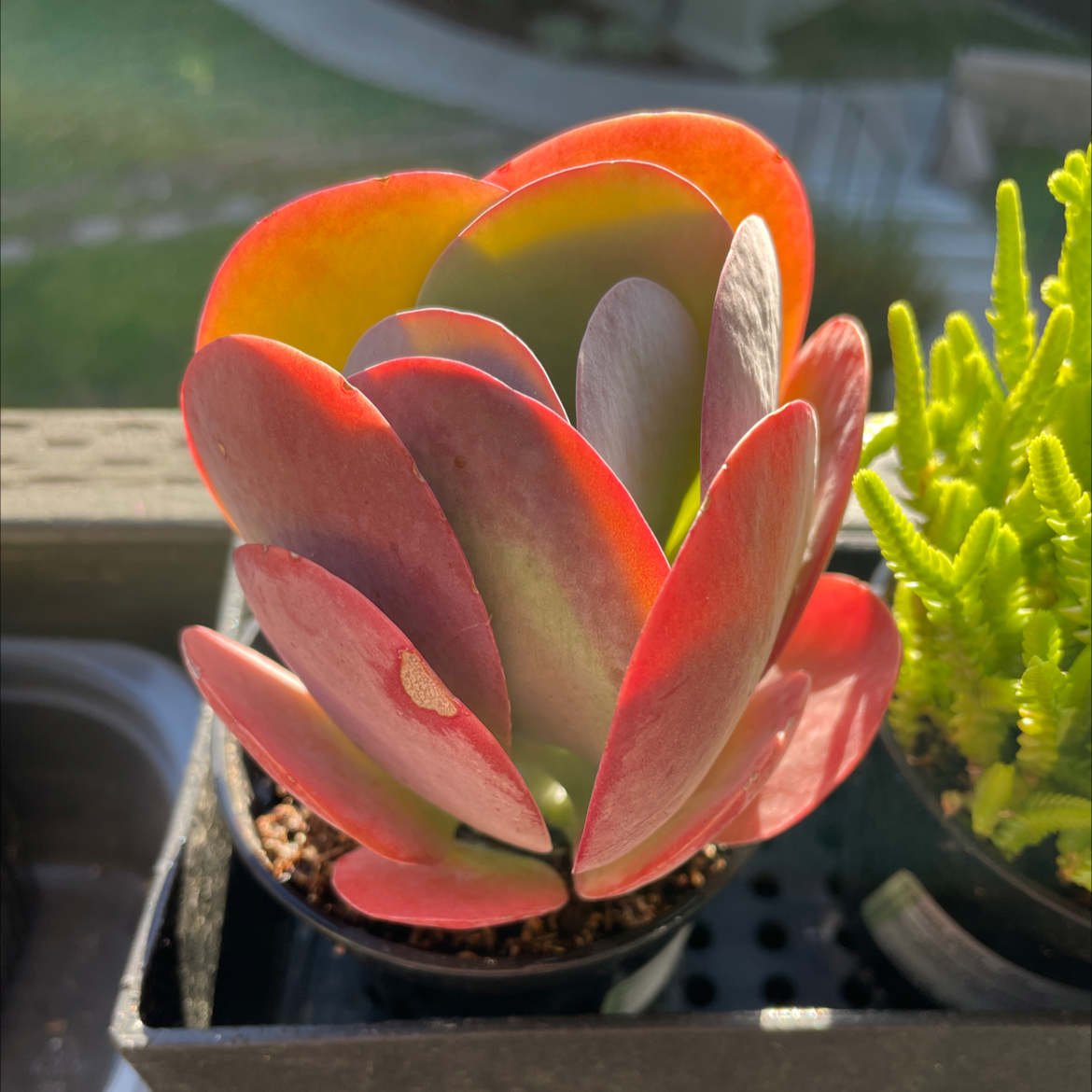 Photo of the plant species Paddle Plant by @Jeremy14c named Flap Jack on Greg, the plant care app