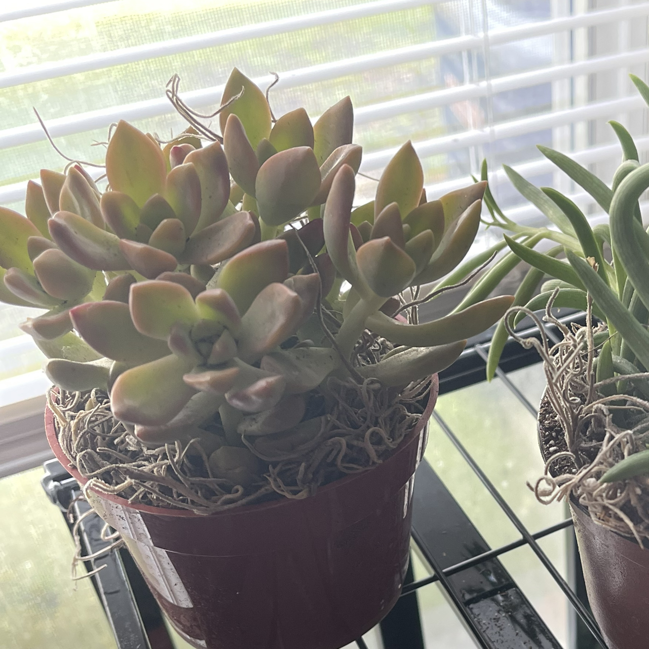 Potted Graptosedum 'California Sunset' succulent near a window, appears healthy.