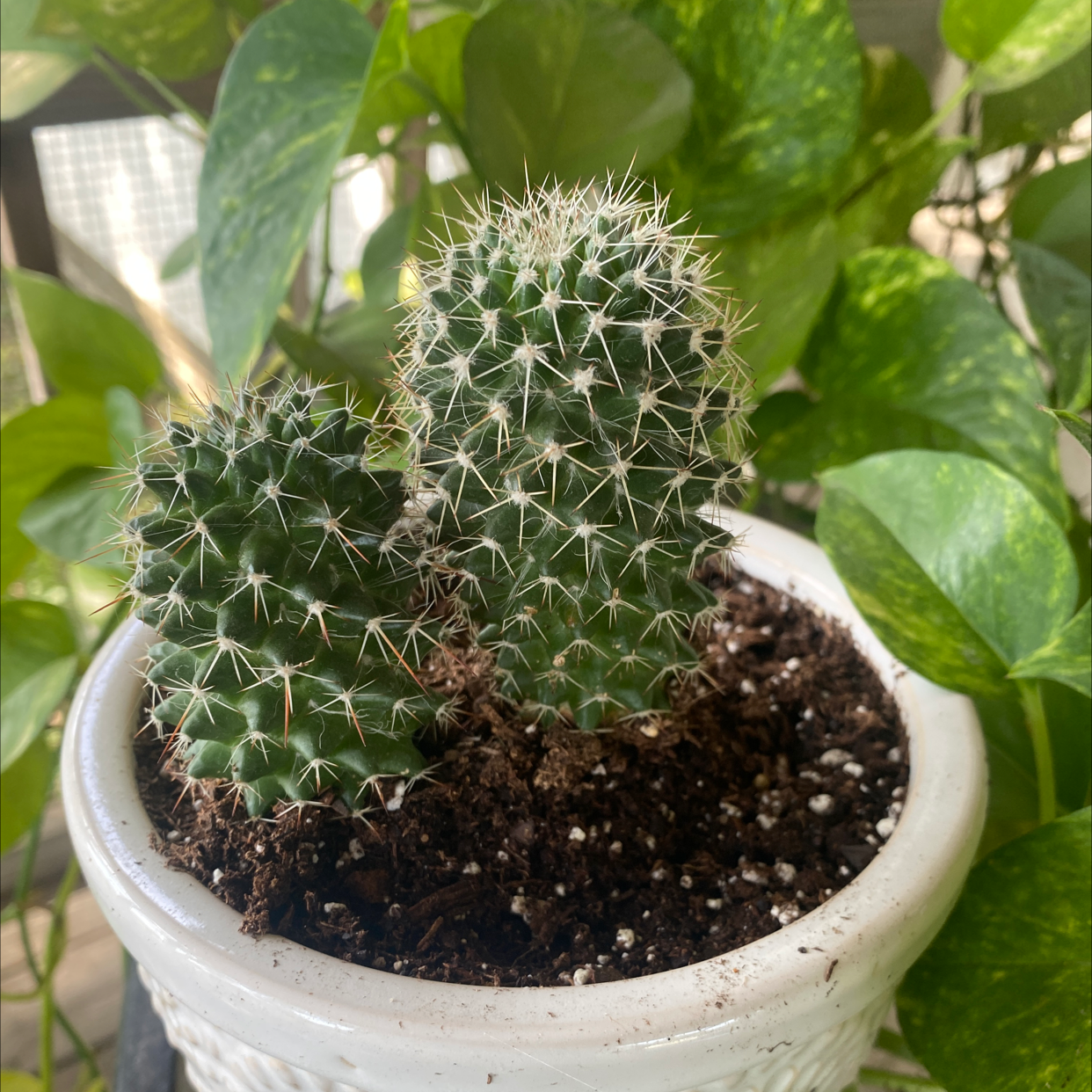 Potted Mammillaria backebergiana cactus with healthy green coloration and visible soil.