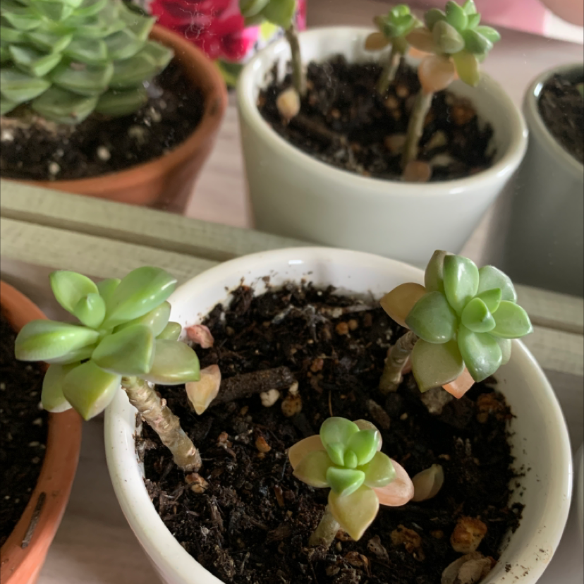 Graptosedum 'Bronze' succulent in a white pot with visible soil and healthy green leaves.