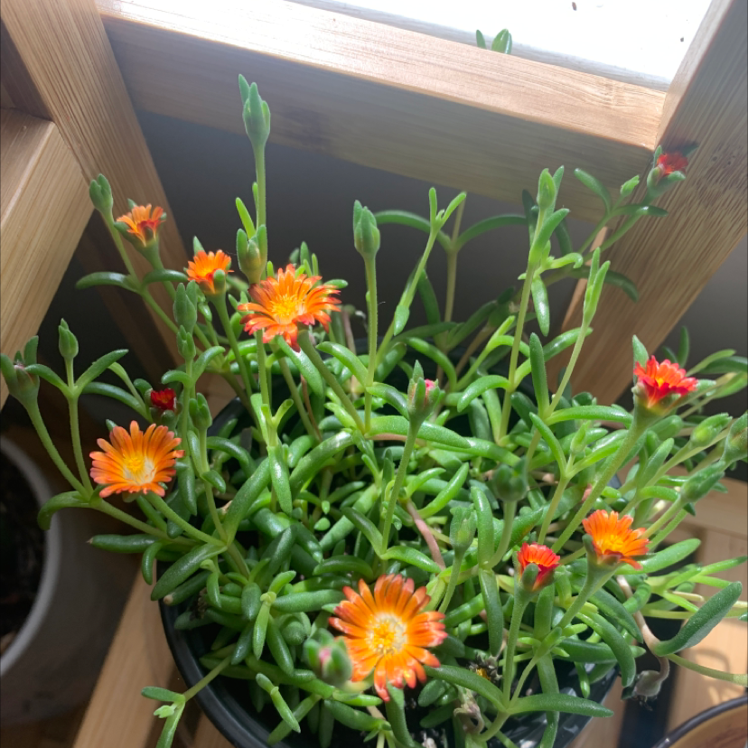 Coppery Mesemb plant with vibrant orange flowers and succulent green leaves in a well-lit area.