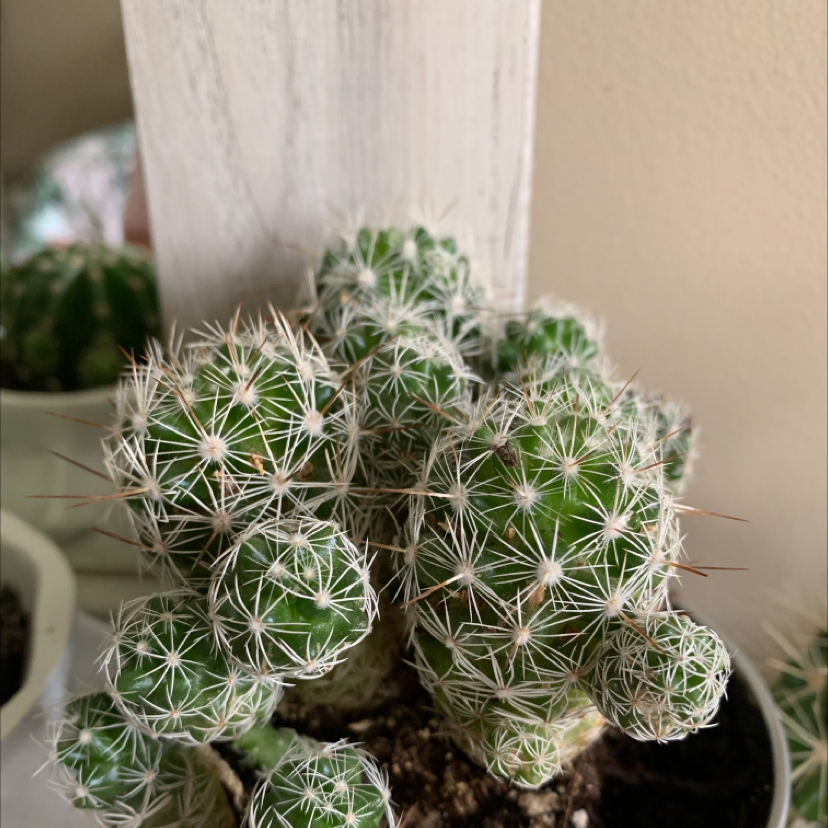 Missouri Foxtail Cactus with green segments and white spines, healthy and well-framed.