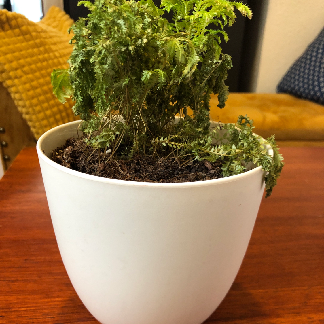 Healthy asparagus fern plant with lush, feathery green foliage in a white ceramic pot, well-framed against a wood background.