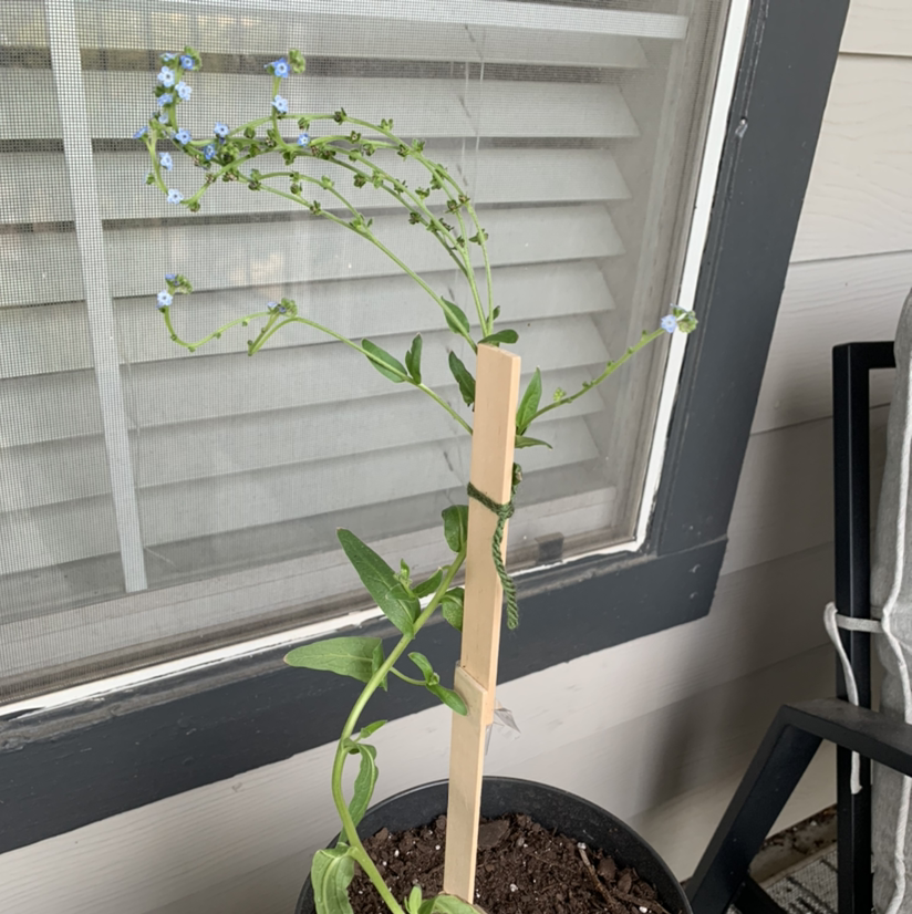 Potted true Forget-Me-Not plant with small blue flowers, supported by a wooden stake near a window.