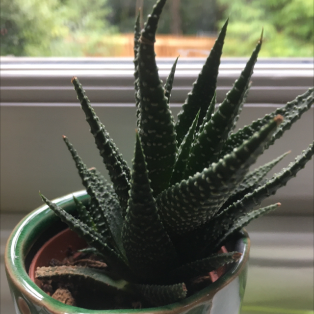 Zebra Plant plant photo by Freya named Coco on Greg, the plant care app.