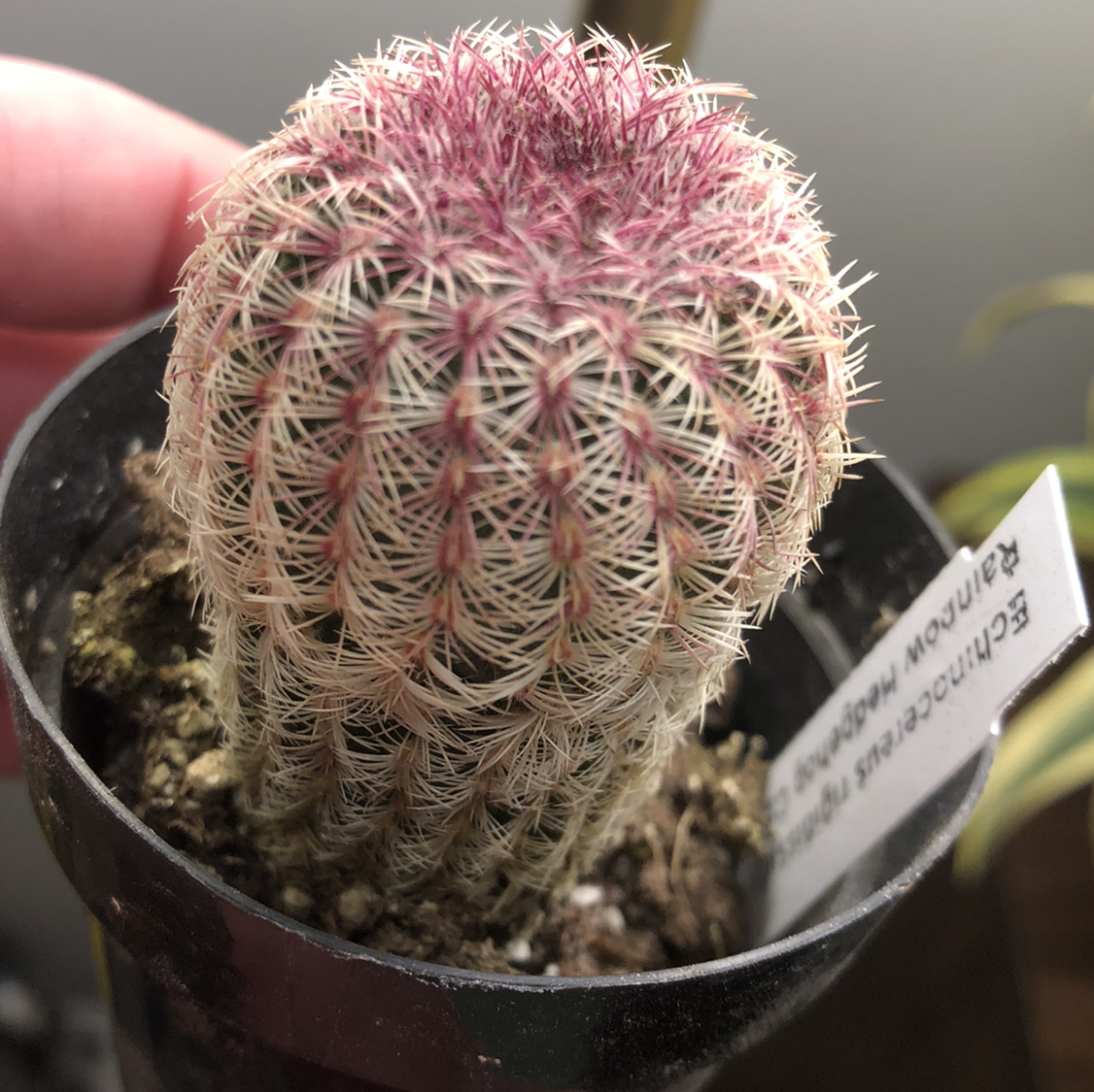Arizona Rainbow Cactus with reddish top and distinctive spines in a pot, held by a hand.