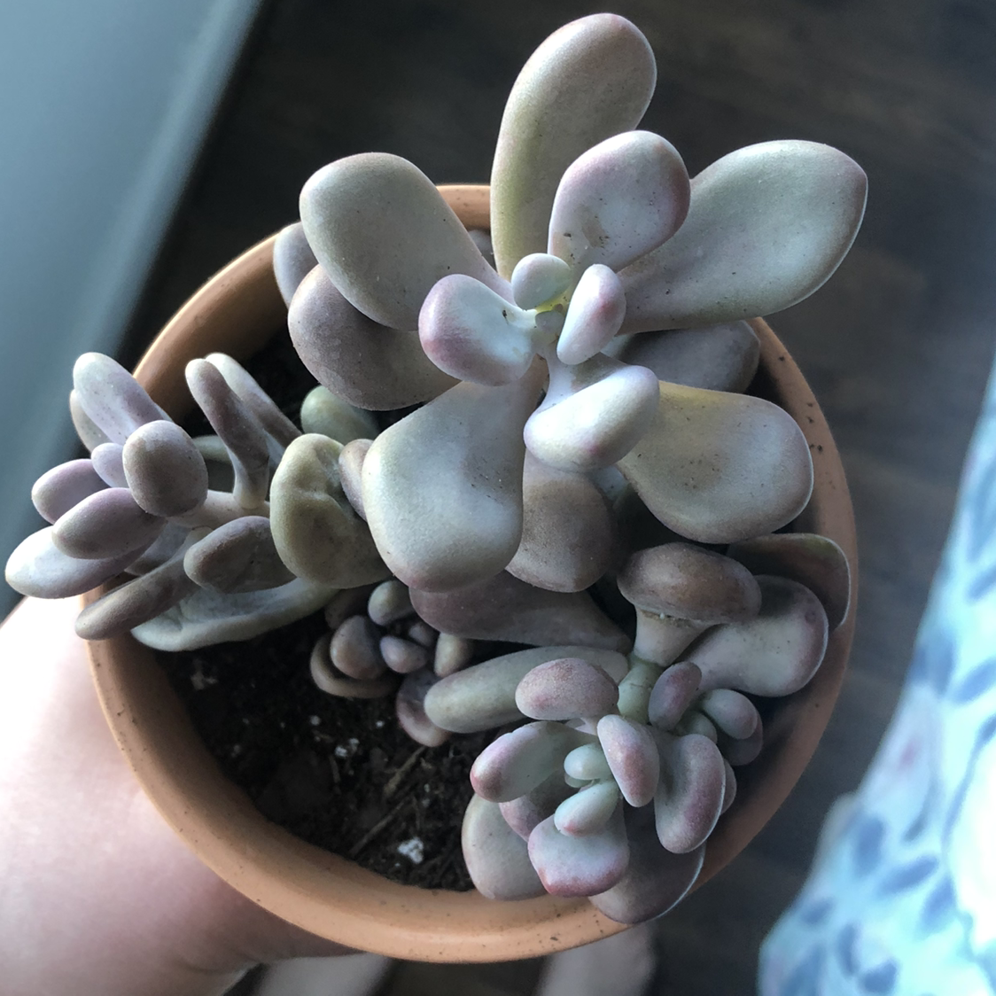 Pink Moonstones succulent in a terracotta pot, held by a hand.