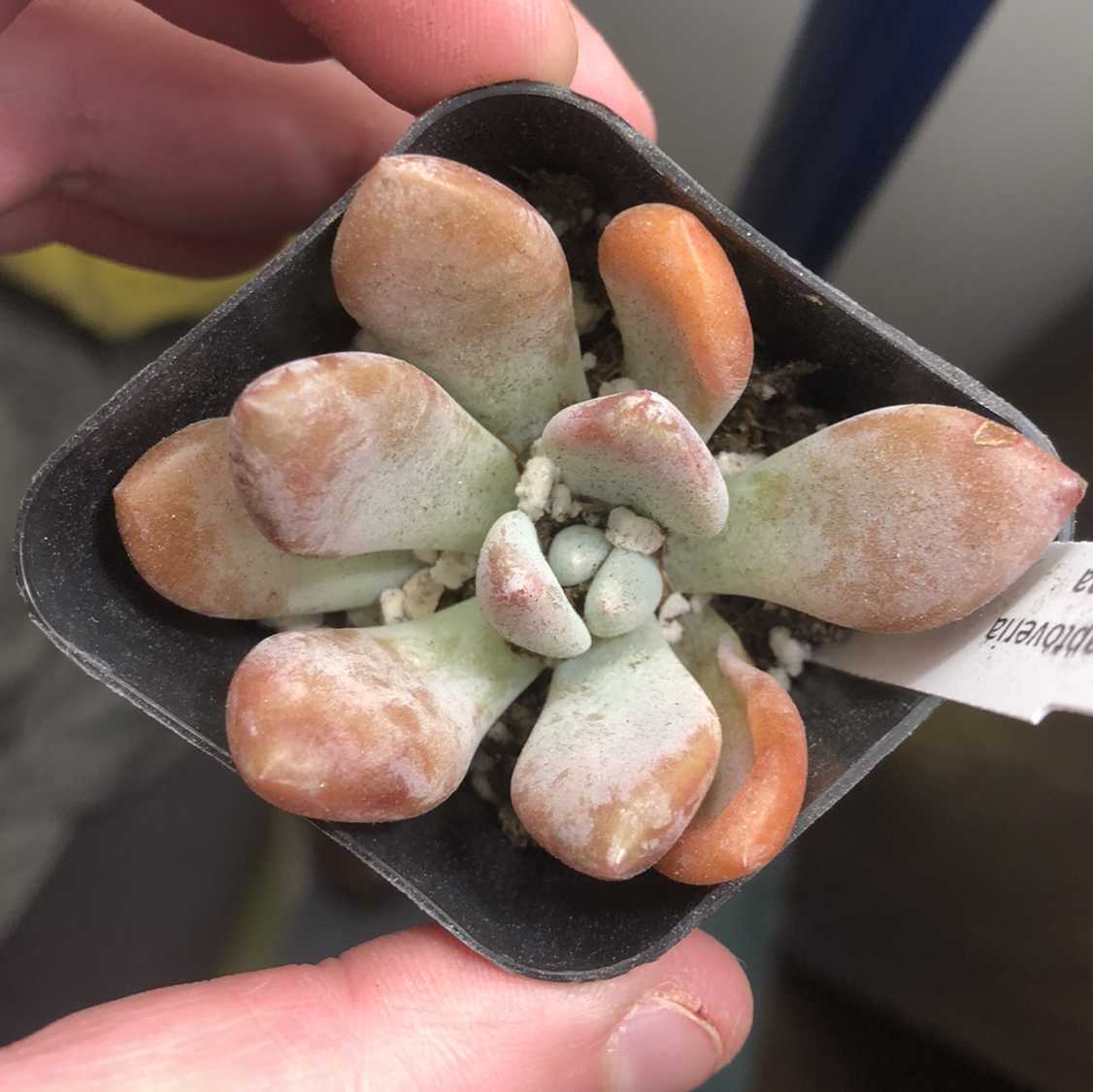 Graptoveria 'Opalina' succulent in a small pot with some browning leaves.