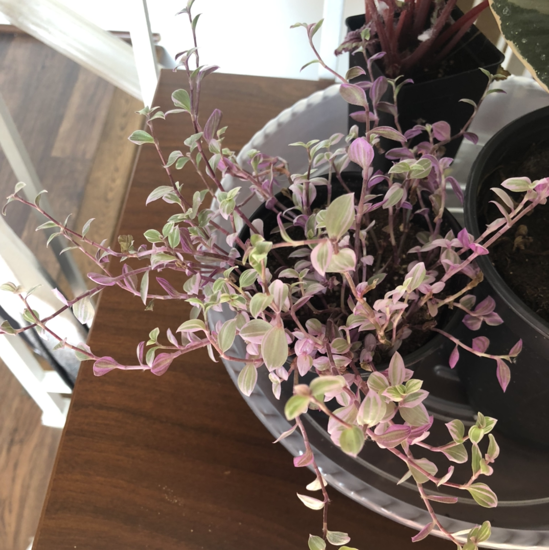Callisia Pink Panther plant with variegated pink and green leaves in a pot.