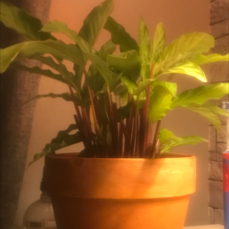 Furry Feather Calathea plant photo by @Rauriblanchard08 named Remmi on Greg, the plant care app.