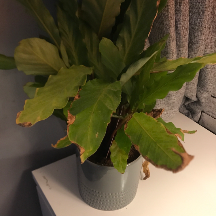 Furry Feather Calathea plant photo by @Rauriblanchard08 named Remmi on Greg, the plant care app.