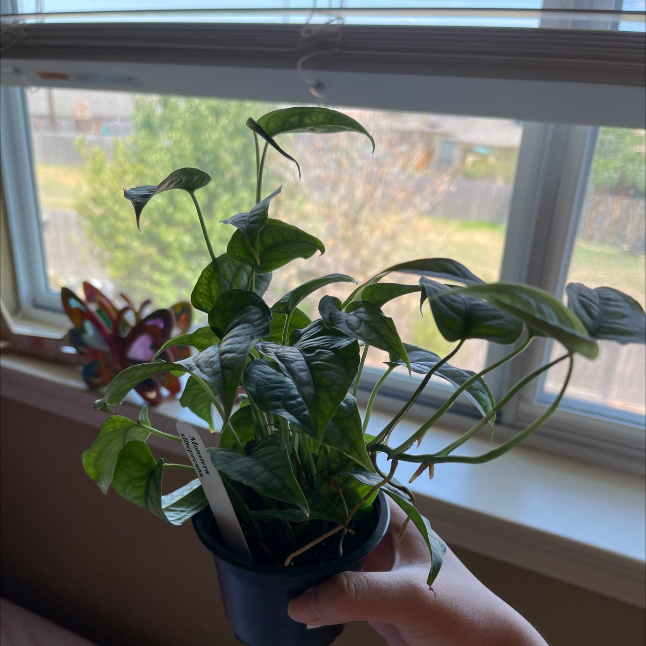 Monstera siltepecanna plant in a pot, held by a hand, with green healthy leaves.