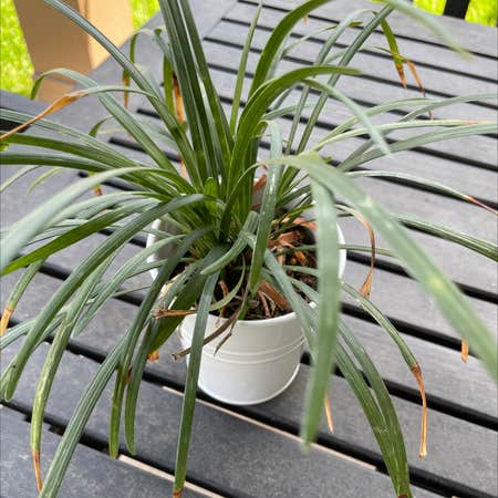 Photo of the plant species Monkeygrass by @KennedyHTX named Burt on Greg, the plant care app