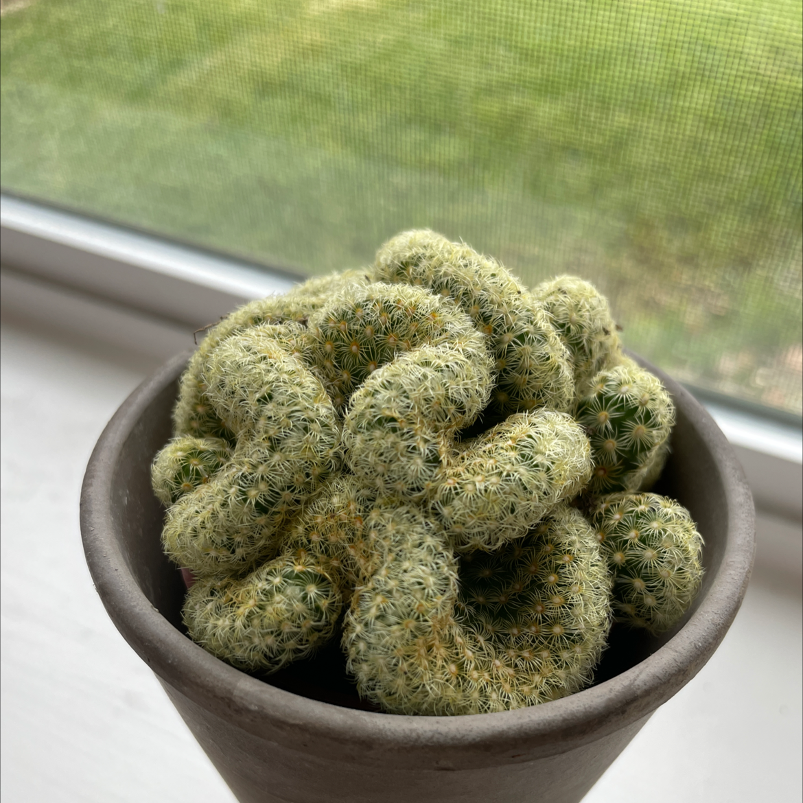 Photo of the plant species Echinofossulocactus palmillas by @KennedyHTX named Einstein on Greg, the plant care app