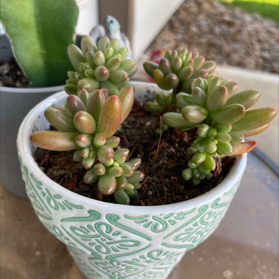 Potted White Stonecrop succulent with thick, fleshy leaves in a decorative pot.