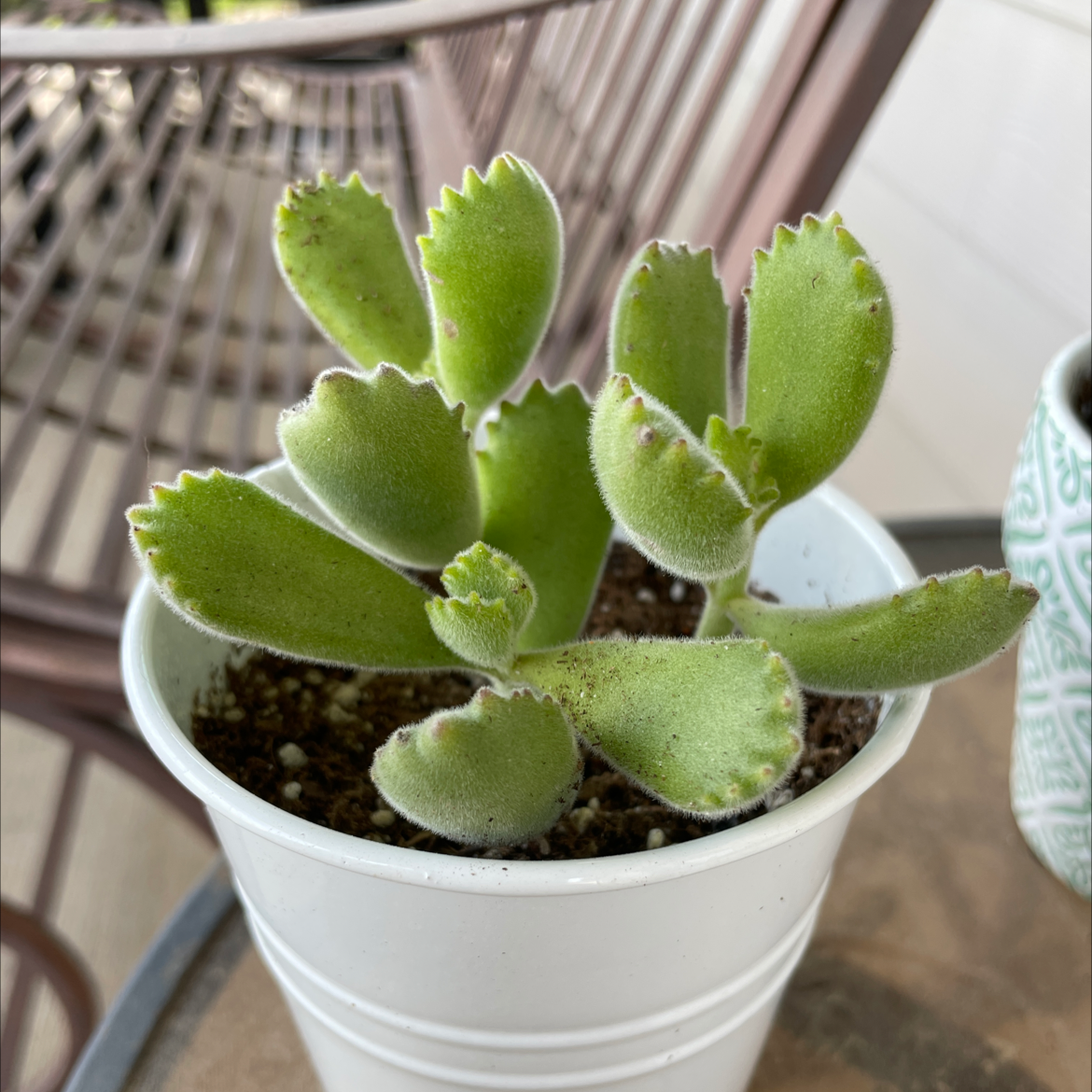 Photo of the plant species Bear's Paw by @KennedyHTX named Grizz on Greg, the plant care app