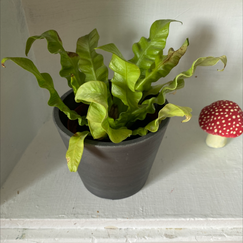 Hart's Tongue Fern in a black pot with slight browning on leaf tips, placed on a white surface next to a decorative mushroom.