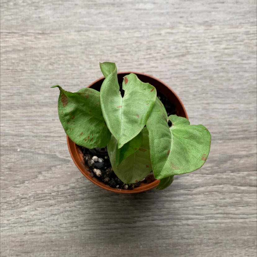 Syngonium 'Milk Confetti' plant in a small pot with some brown spots on leaves.