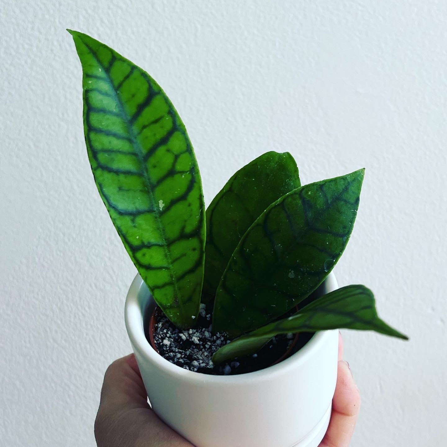 Stiff Leafed Hoya plant in a white pot with green leaves and dark green veins.