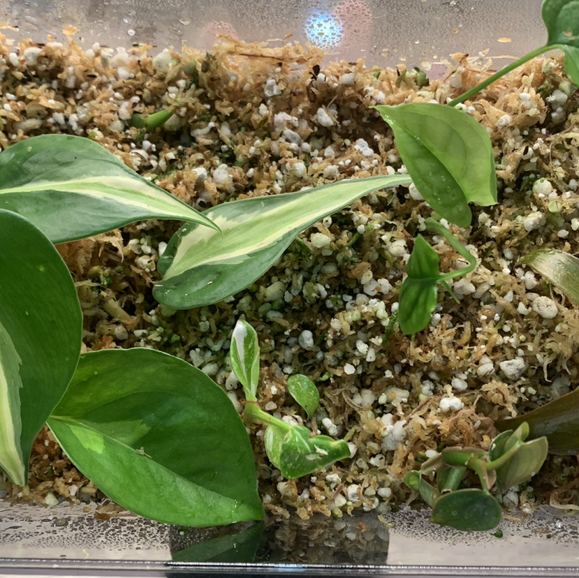 Silver Stripe Philodendron with healthy variegated leaves and visible soil.