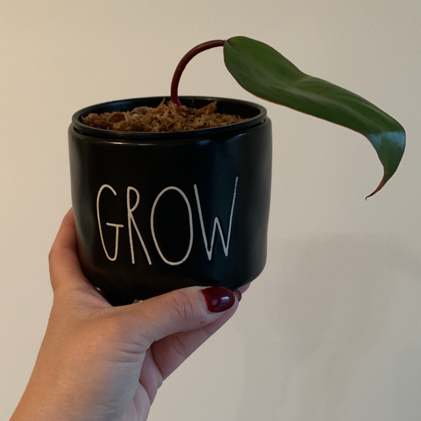Potted Strawberry Shake Philodendron with a single healthy leaf in a black pot labeled 'GROW'.