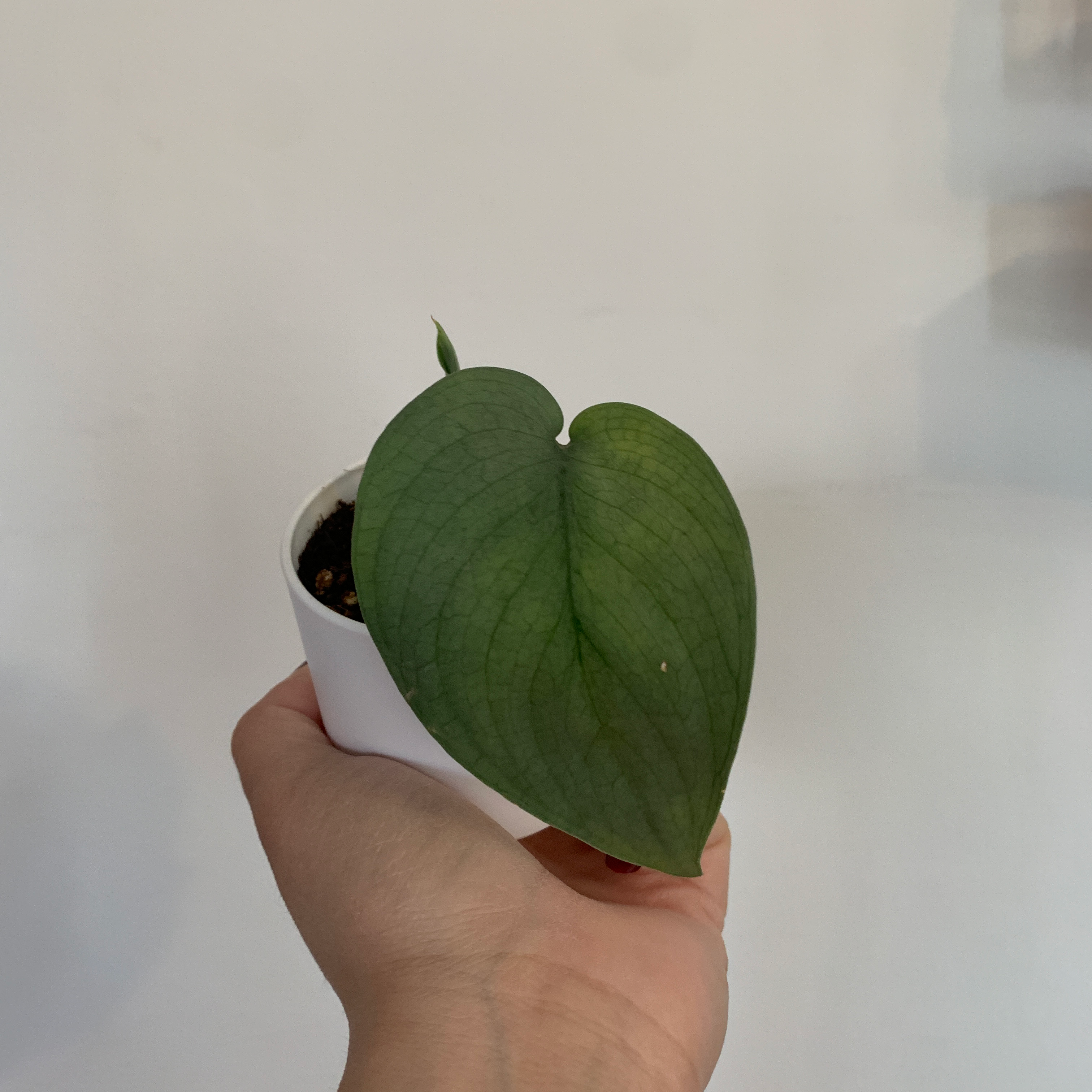 Scindapsus pictus 'Silver Hero' leaf held by a hand, with visible soil.