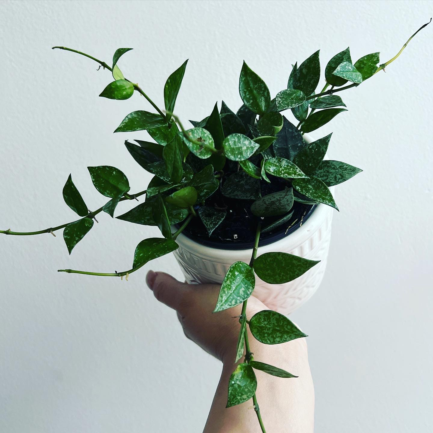Hoya krohniana plant in a white pot, held by a hand, with vibrant green leaves.