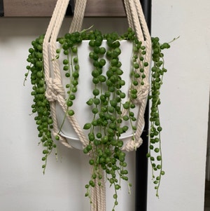 String of Pearls plant photo by @itsfabiii named String of Pearls on Greg, the plant care app.