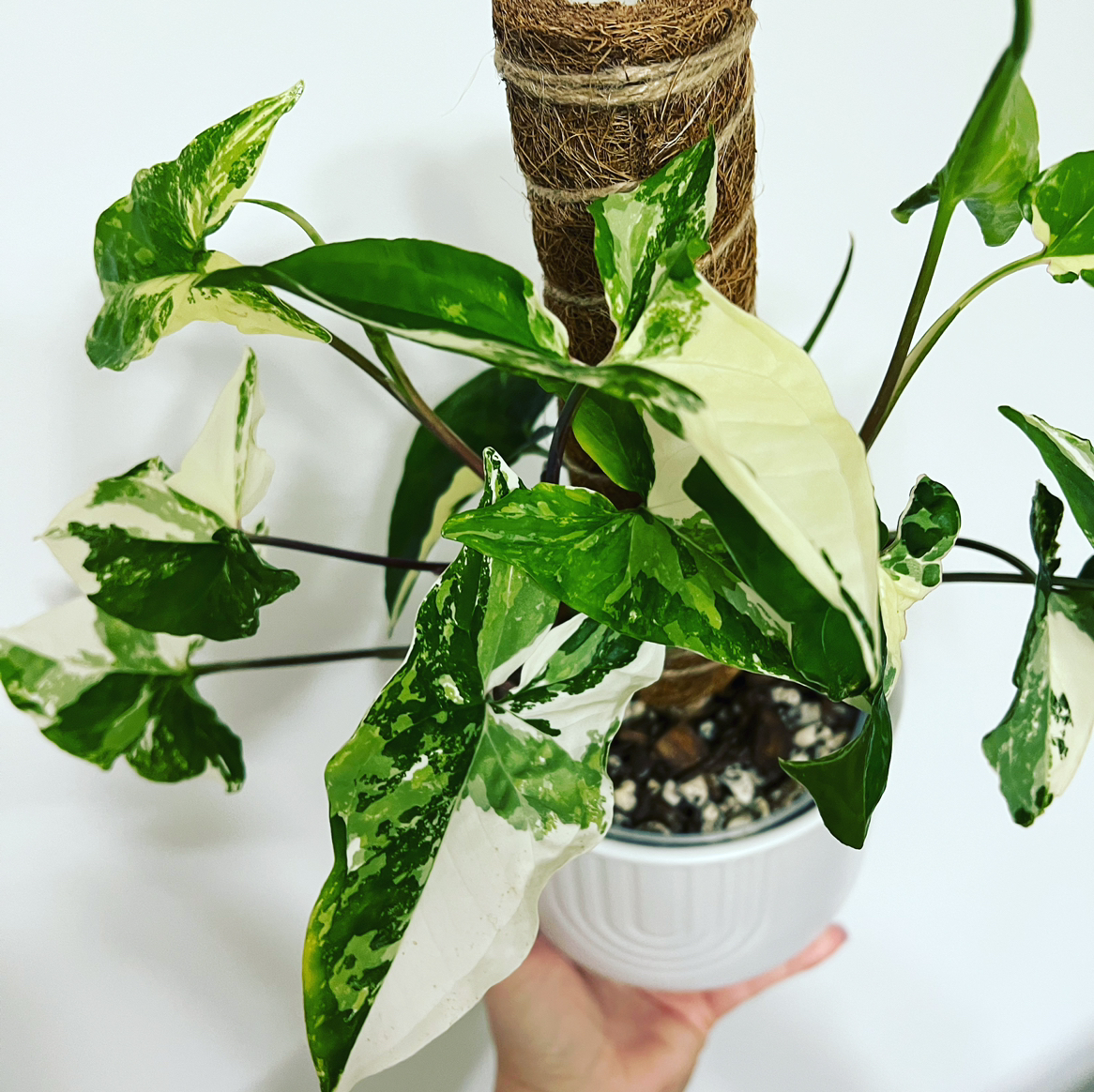 Photo of the plant species Variegated Arrowhead Vine by @itsfabiii named Syn Albo on Greg, the plant care app